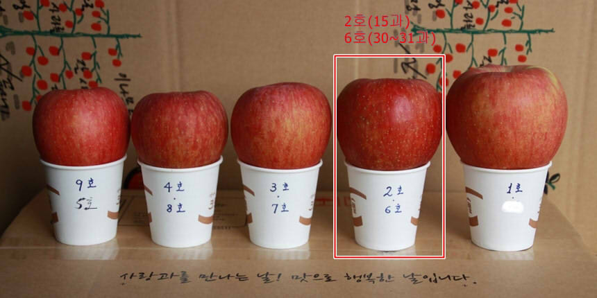 apple_size31과.jpg