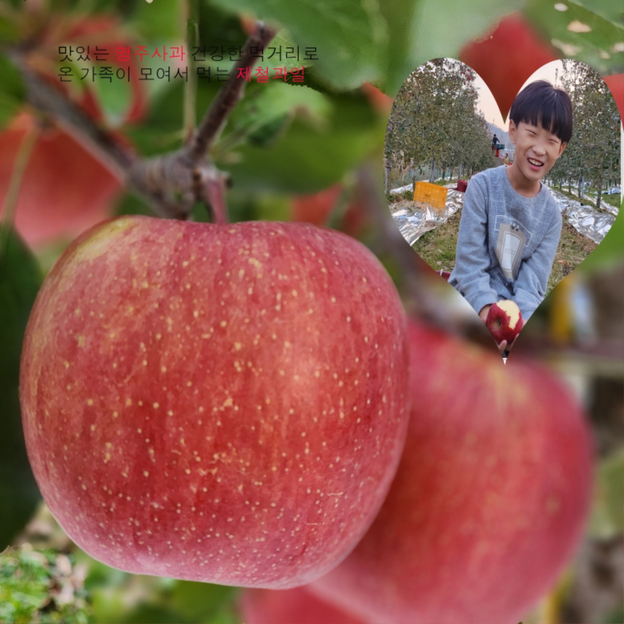 사과/배/복숭아 | 영주장날