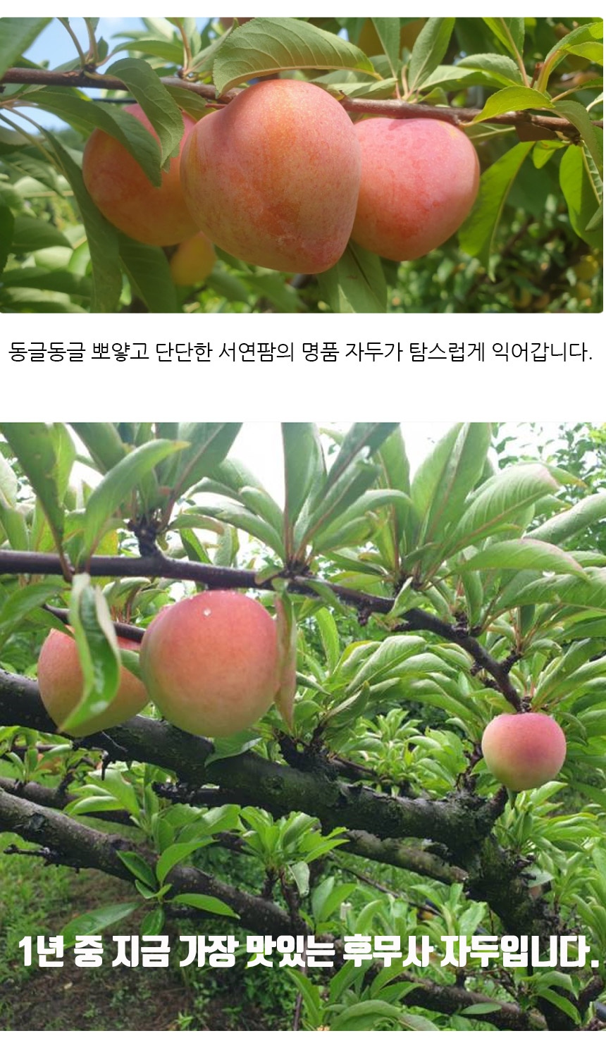 서연팜자두_03.jpg