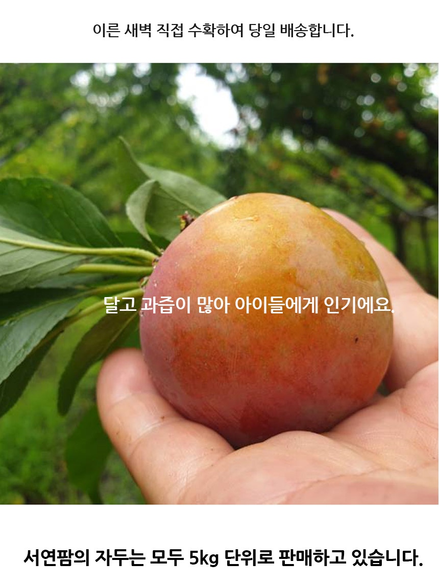 서연팜자두_04.jpg