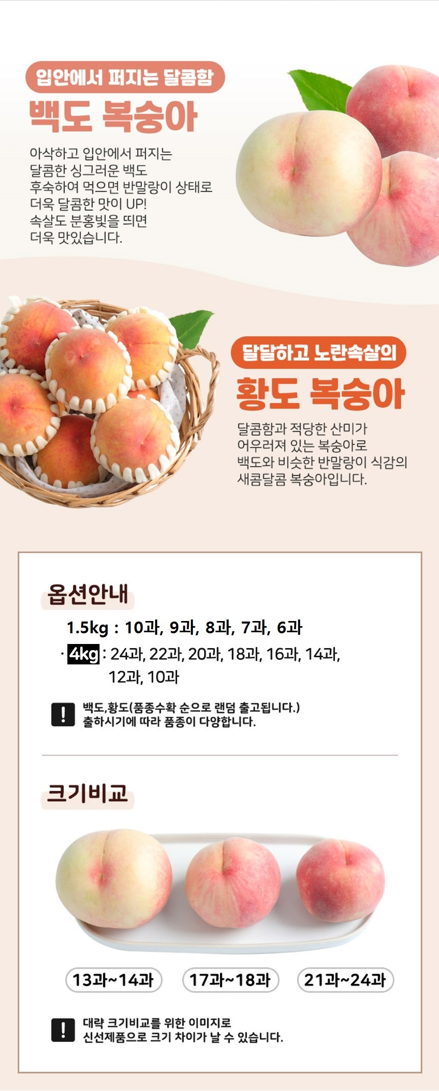 240723_청도복숭아(수정)_04 과수수정.jpg