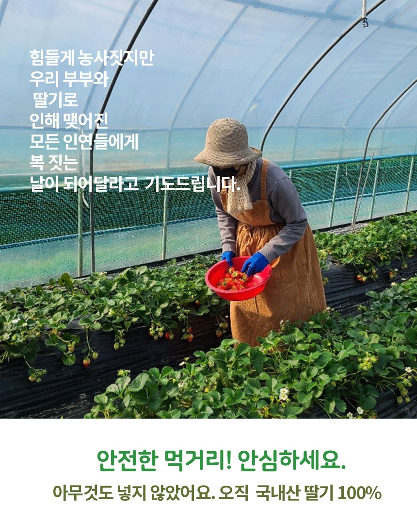 딸기동결건조_04.jpg