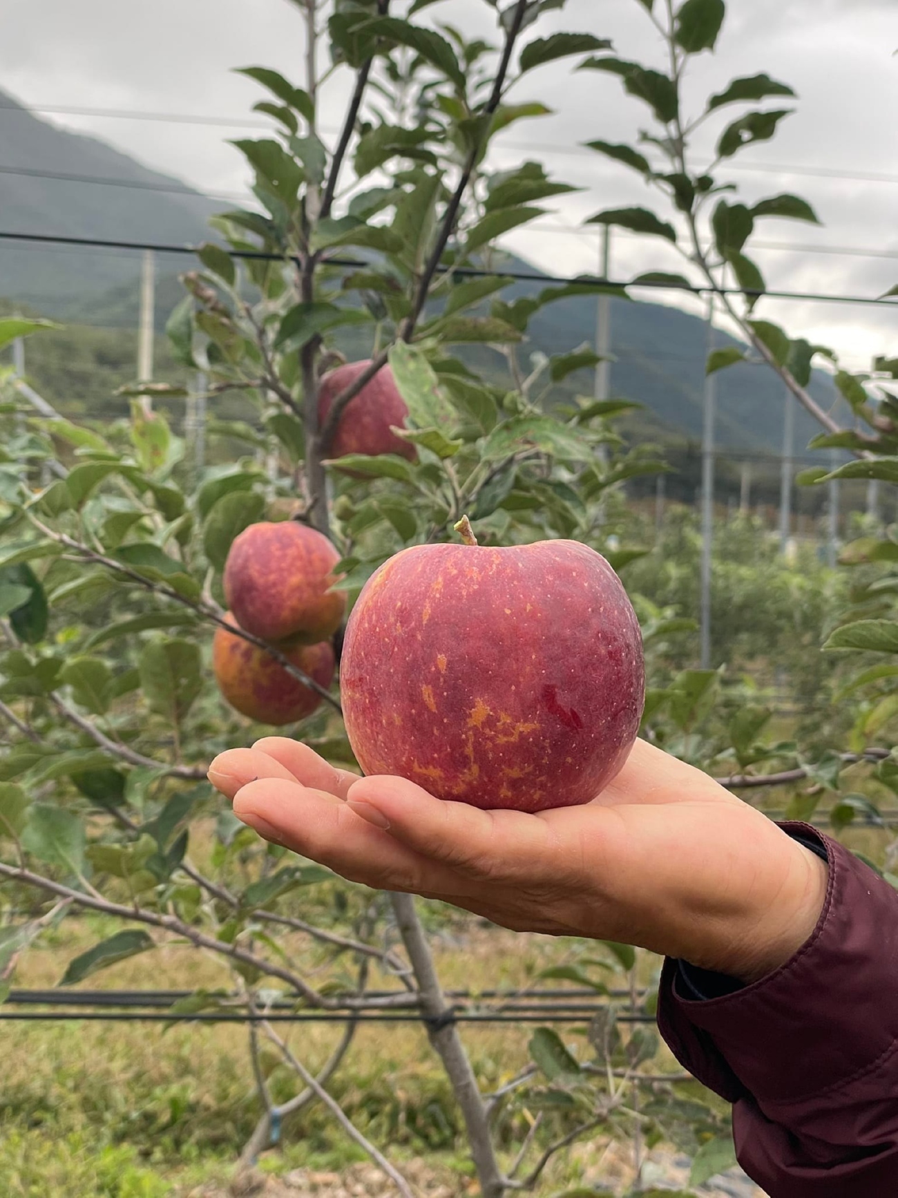 [청송사과원] 청송사과 10kg 25~30 중과 > 사과/배/복숭아 | 사이소